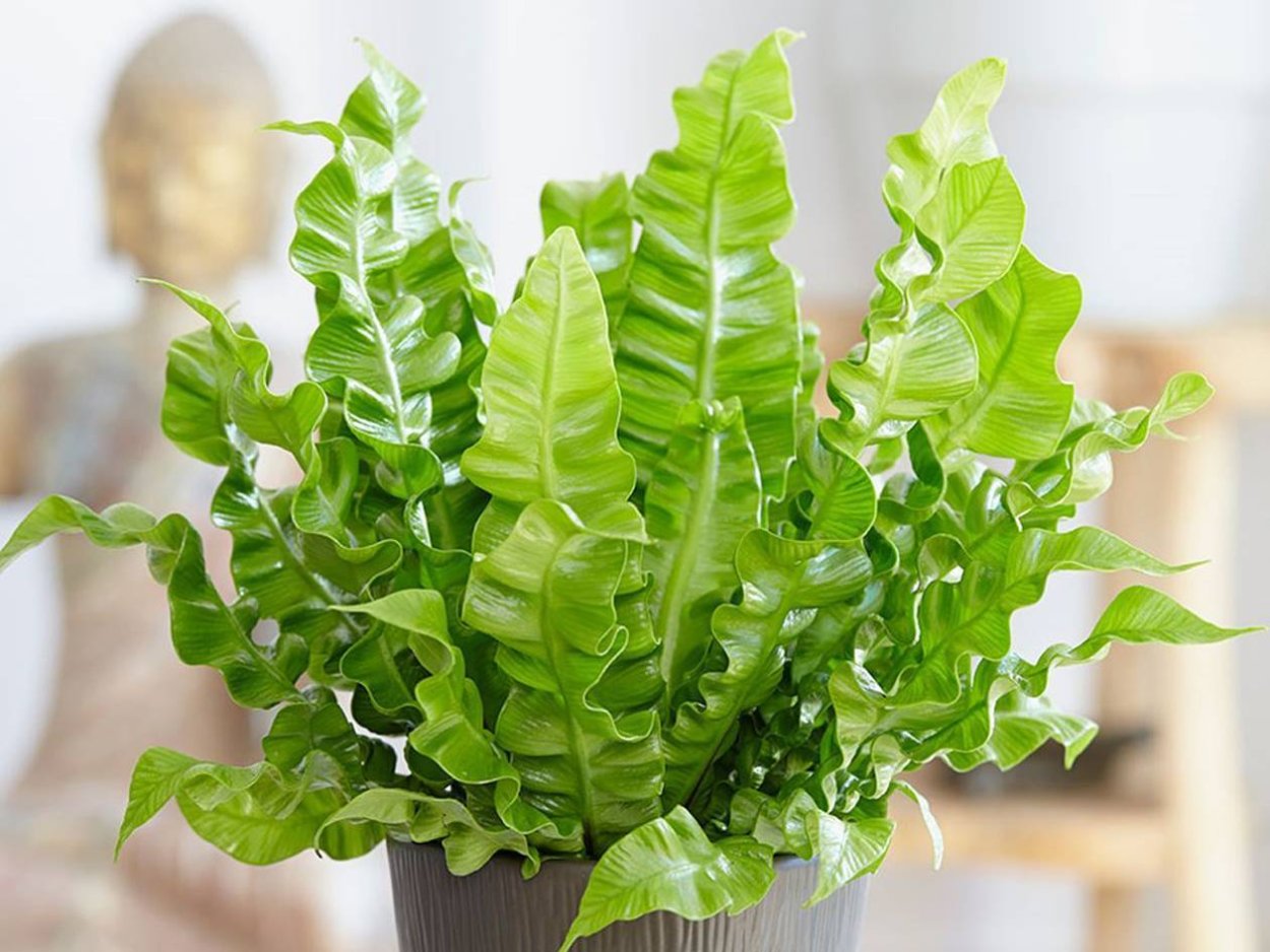 Папоротник асплениум Нидус