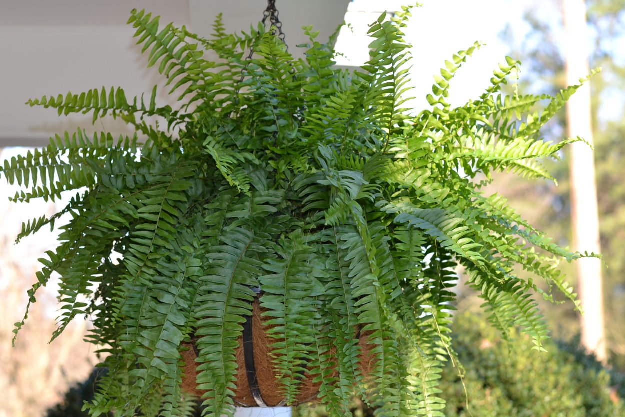 Многорядник Брауна