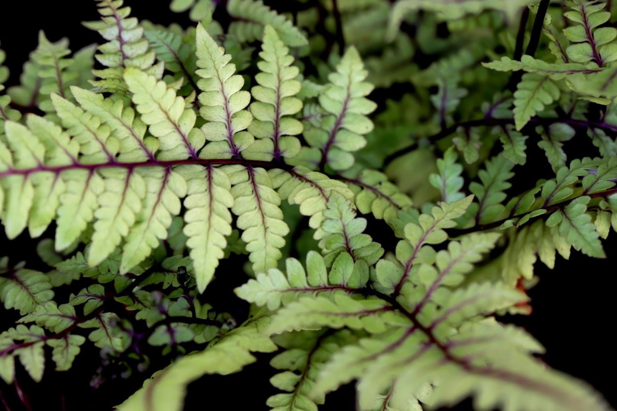 Нефролепис возвышенный