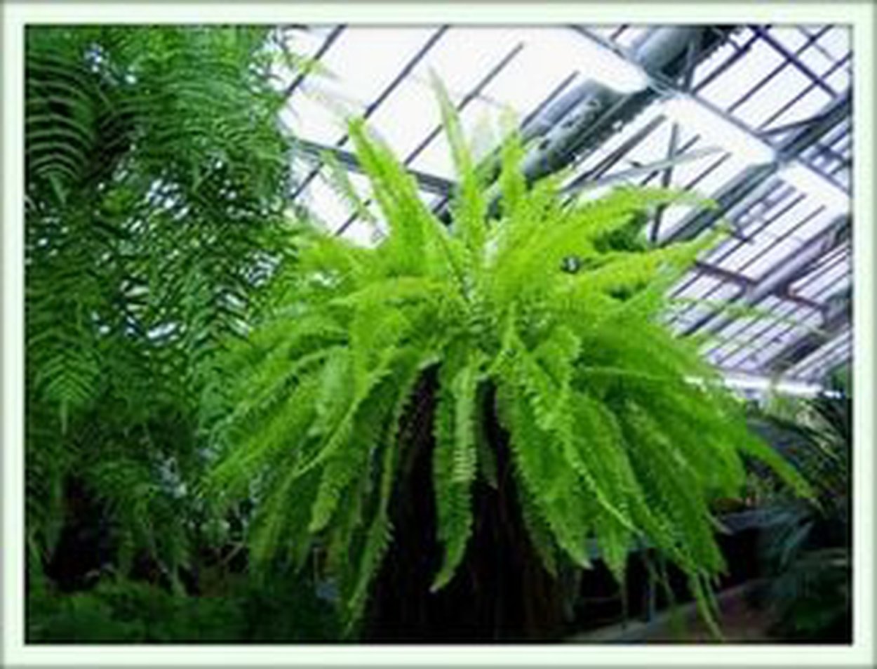 Папоротник нефролепис