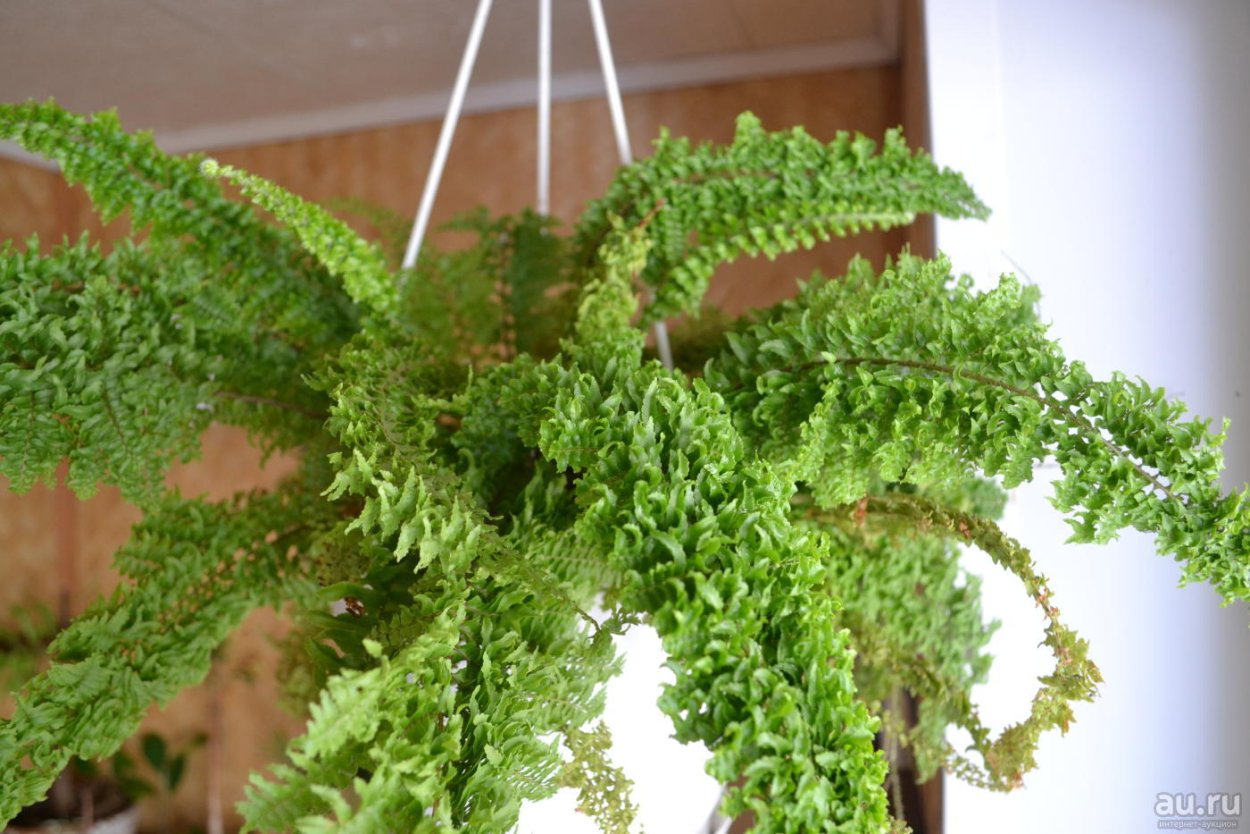 Нефролепис Блехнум