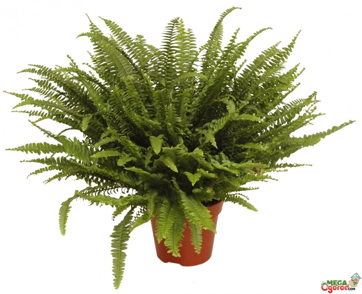 Нефролепис Бостонский