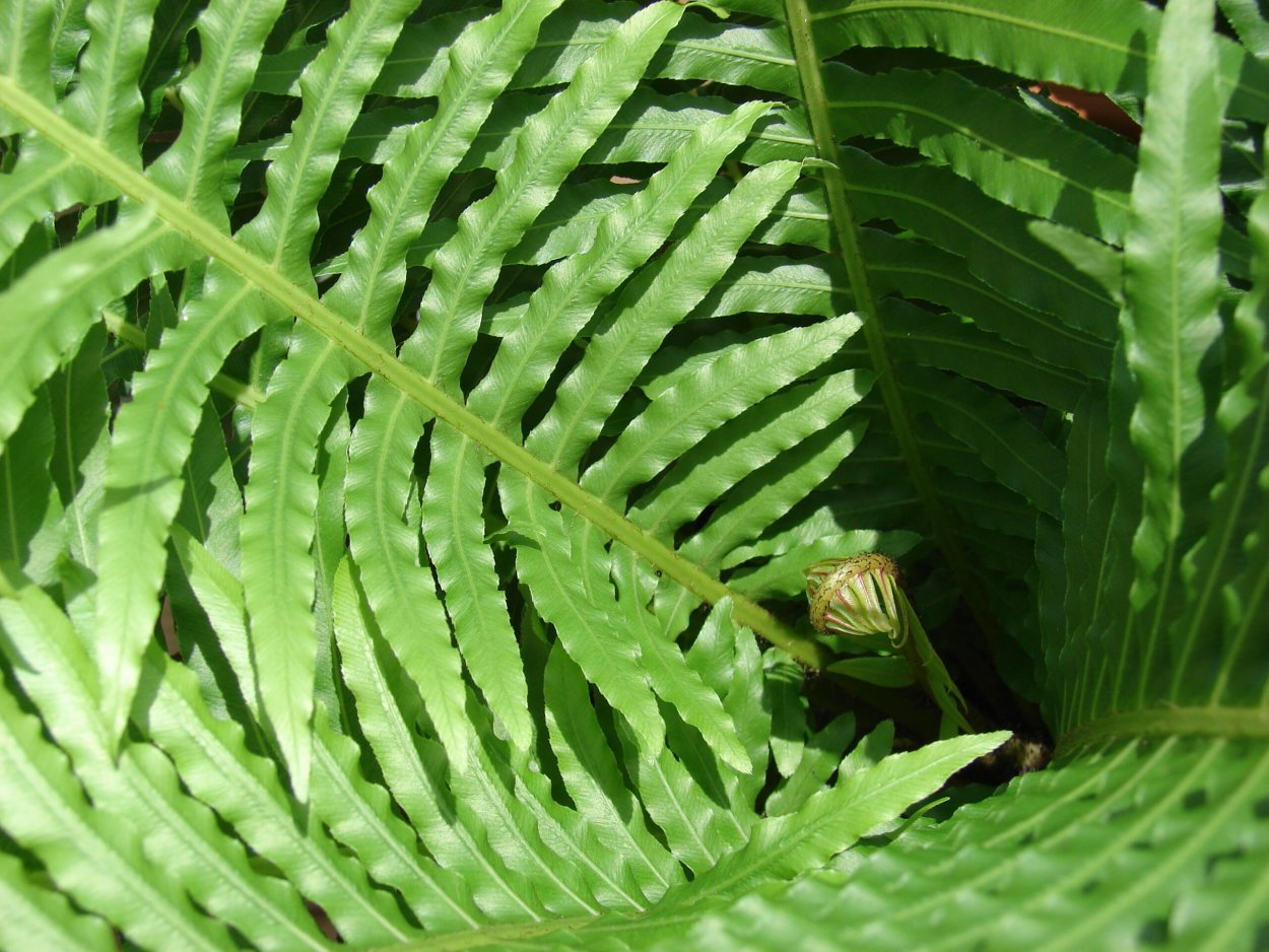 Blechnum gibbum