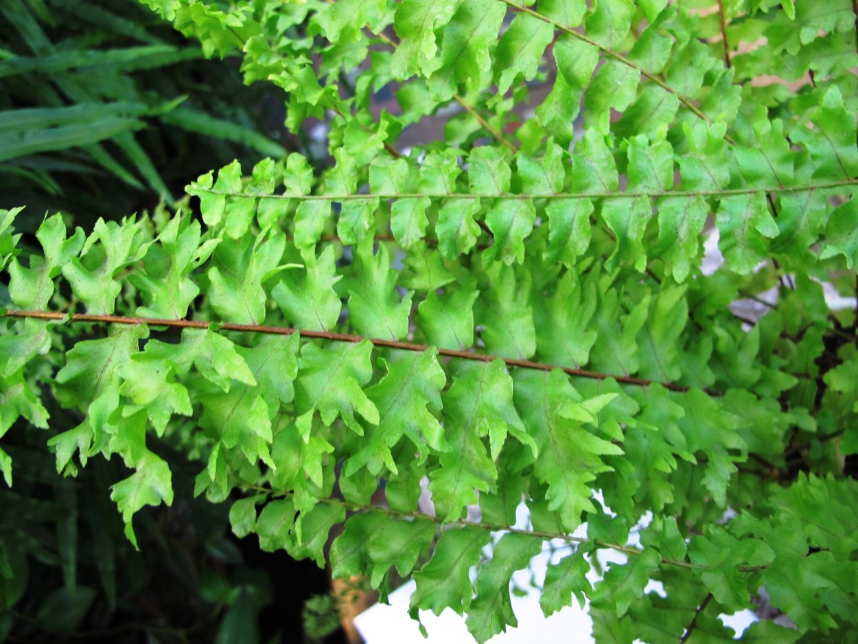 Папоротник нефролепис