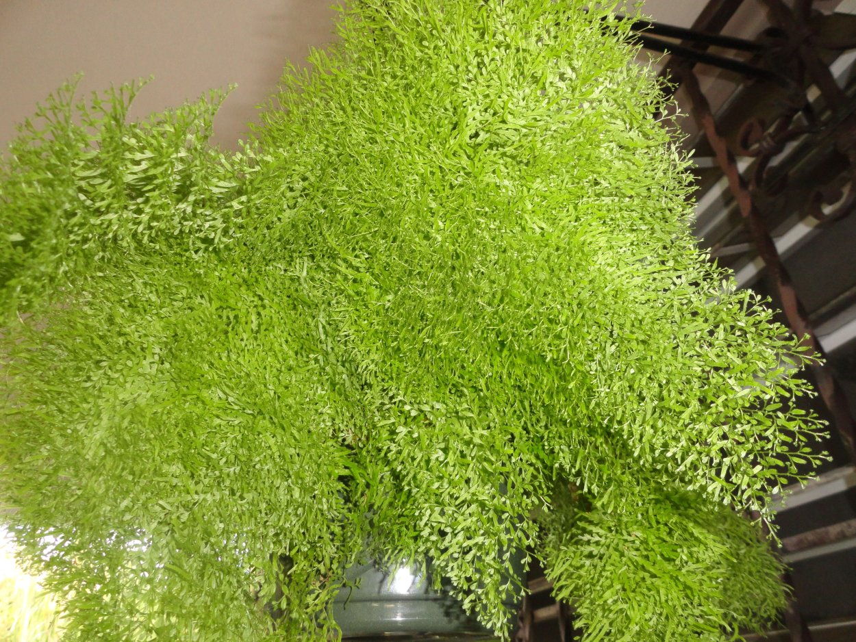 Папоротник адиантум