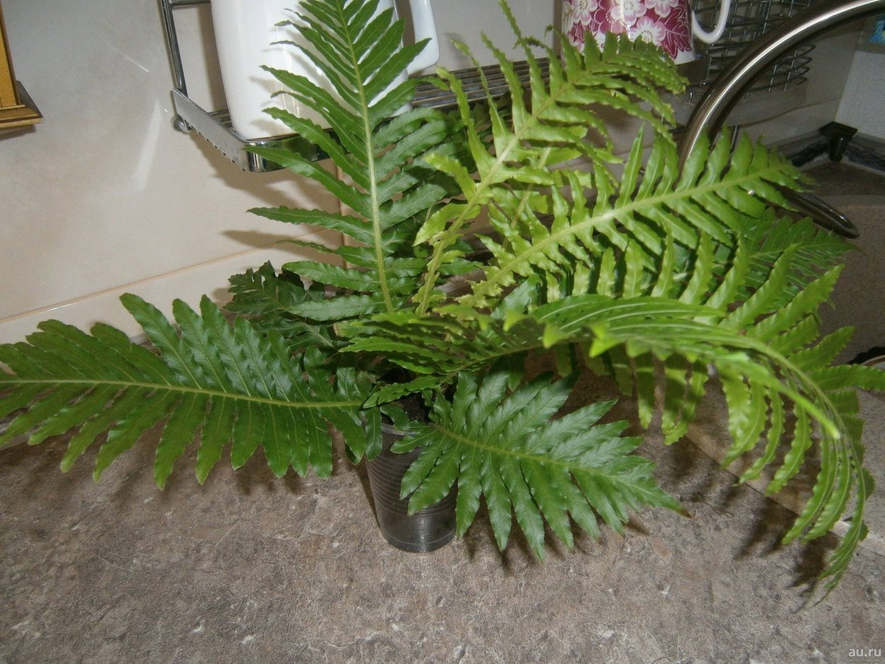 Папоротник мелколистный