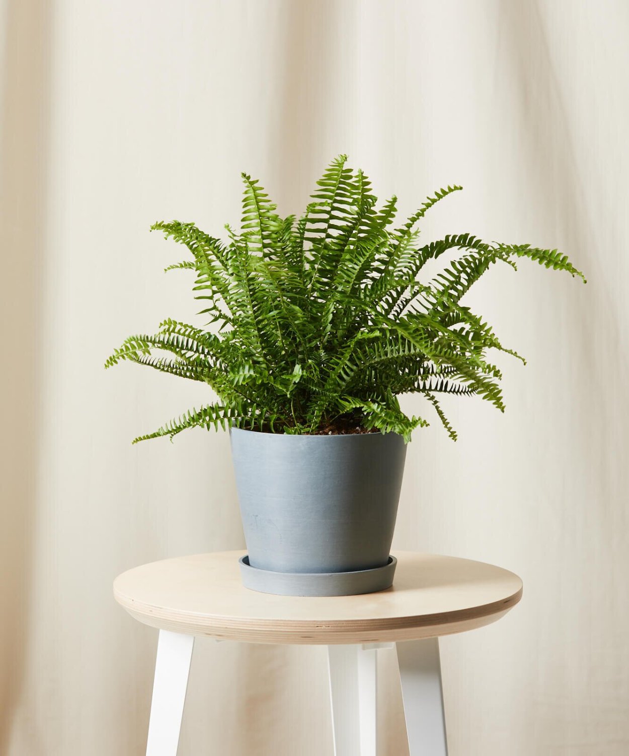 Нефролепис ("Бостонский папоротник")