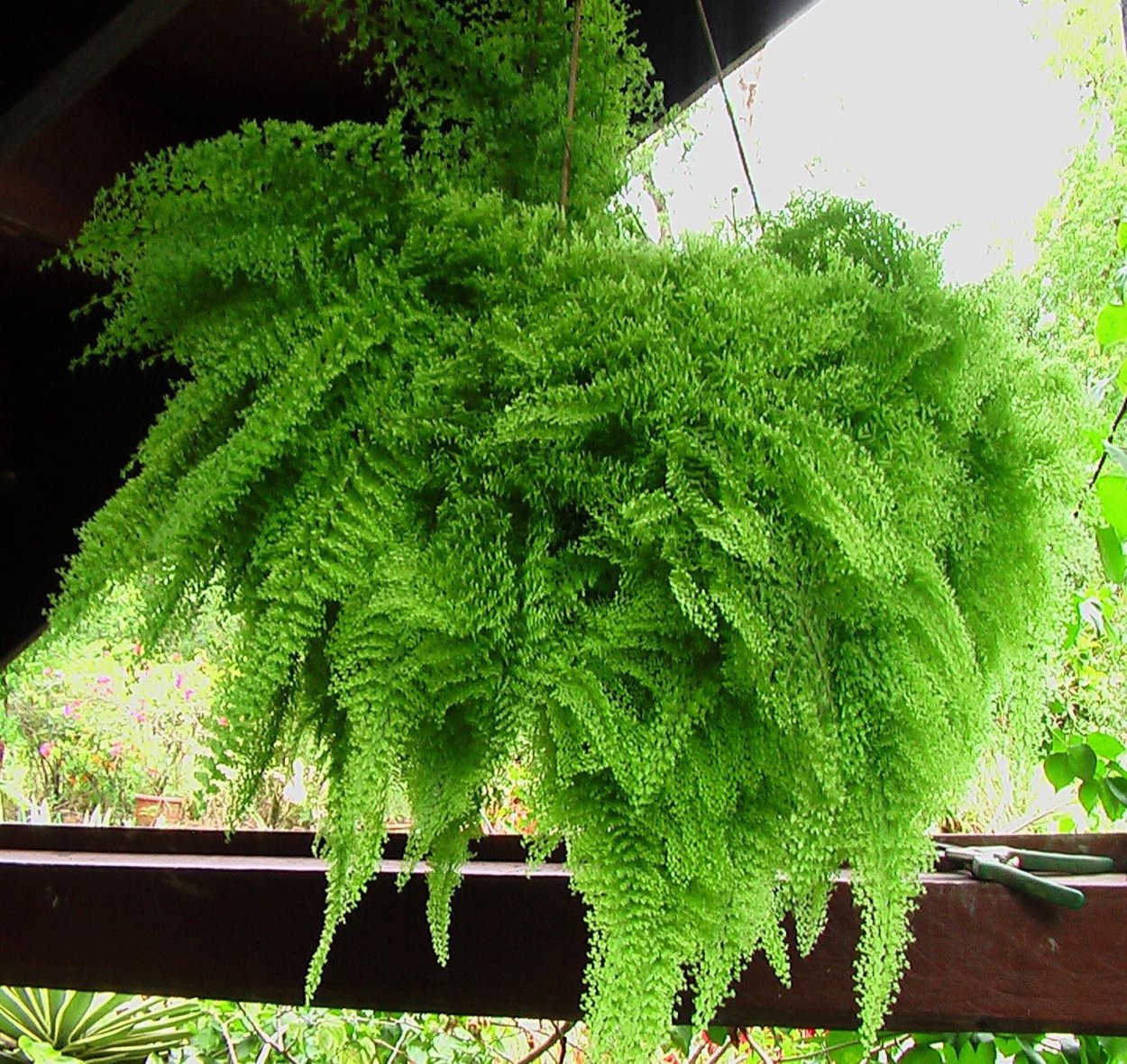 Нефролепис коттон Кэнди