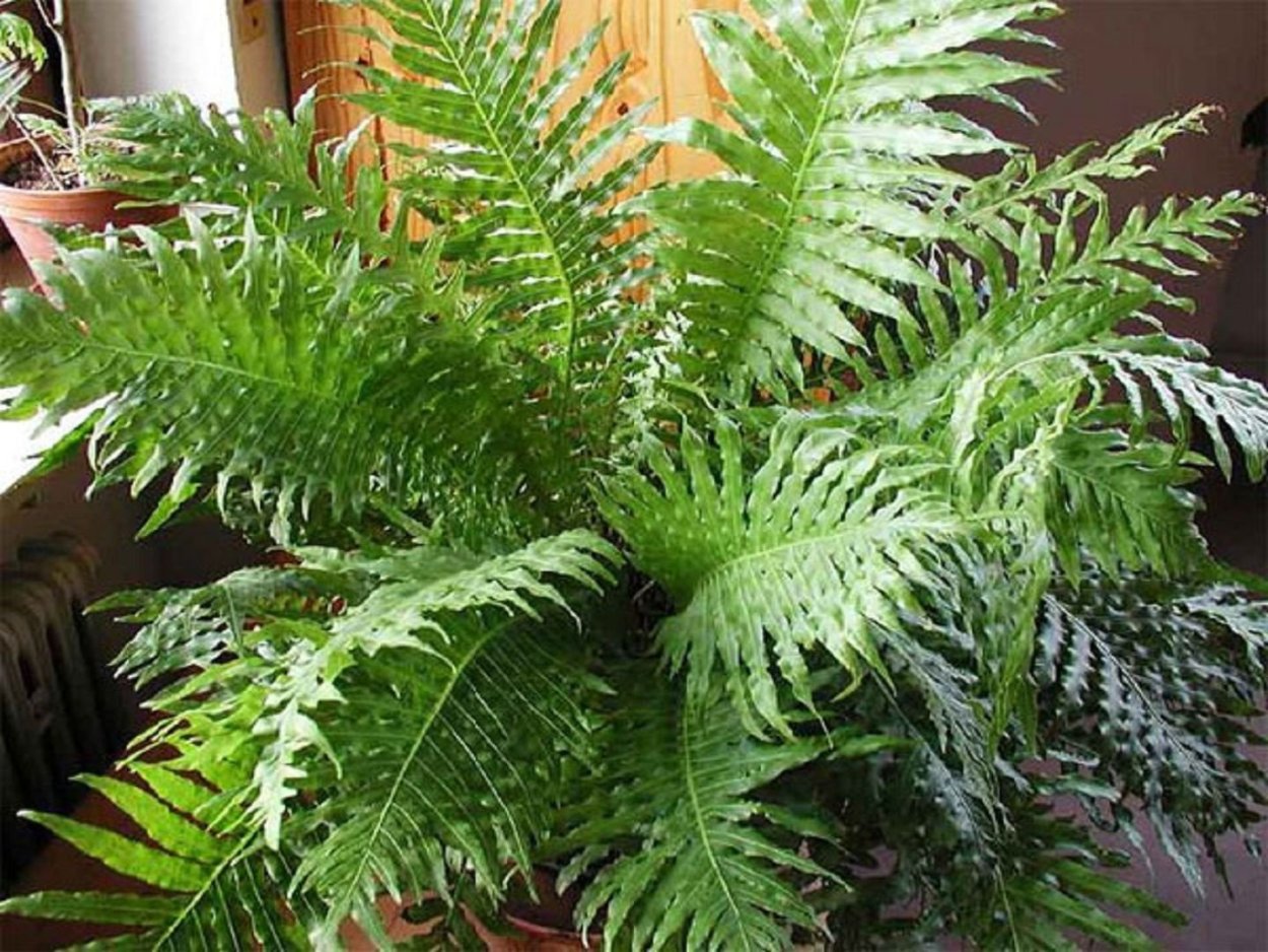 Адиантум стоповидный