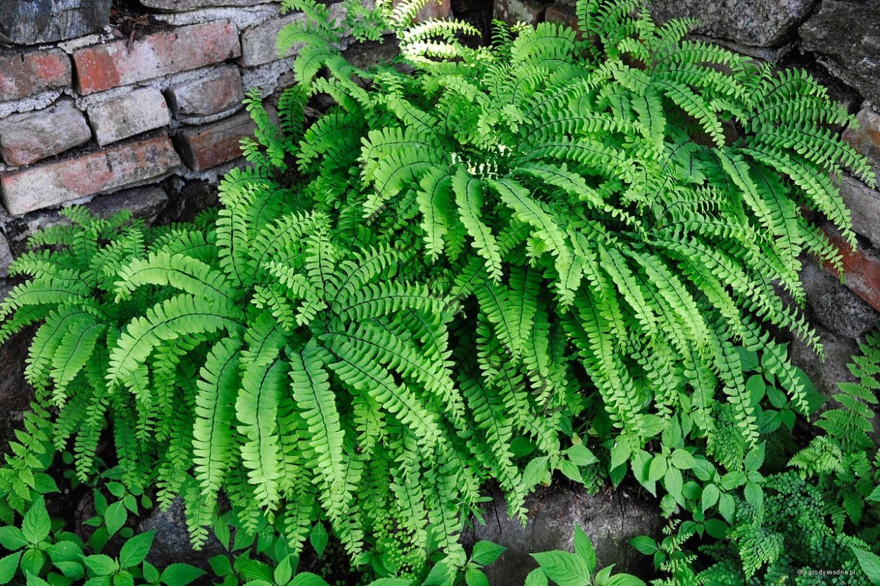 Циртомиум папоротник