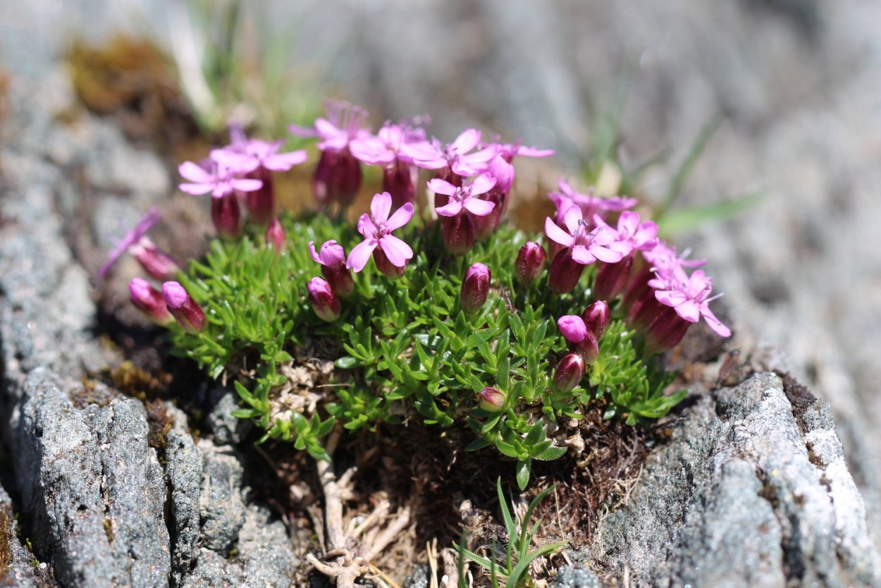 Смолевка бесстебельная