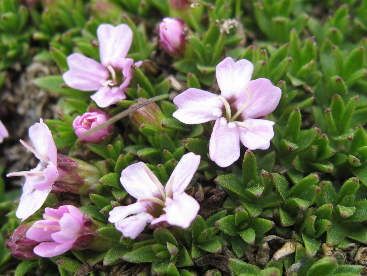 Смолевка бесстебельная Альпийская