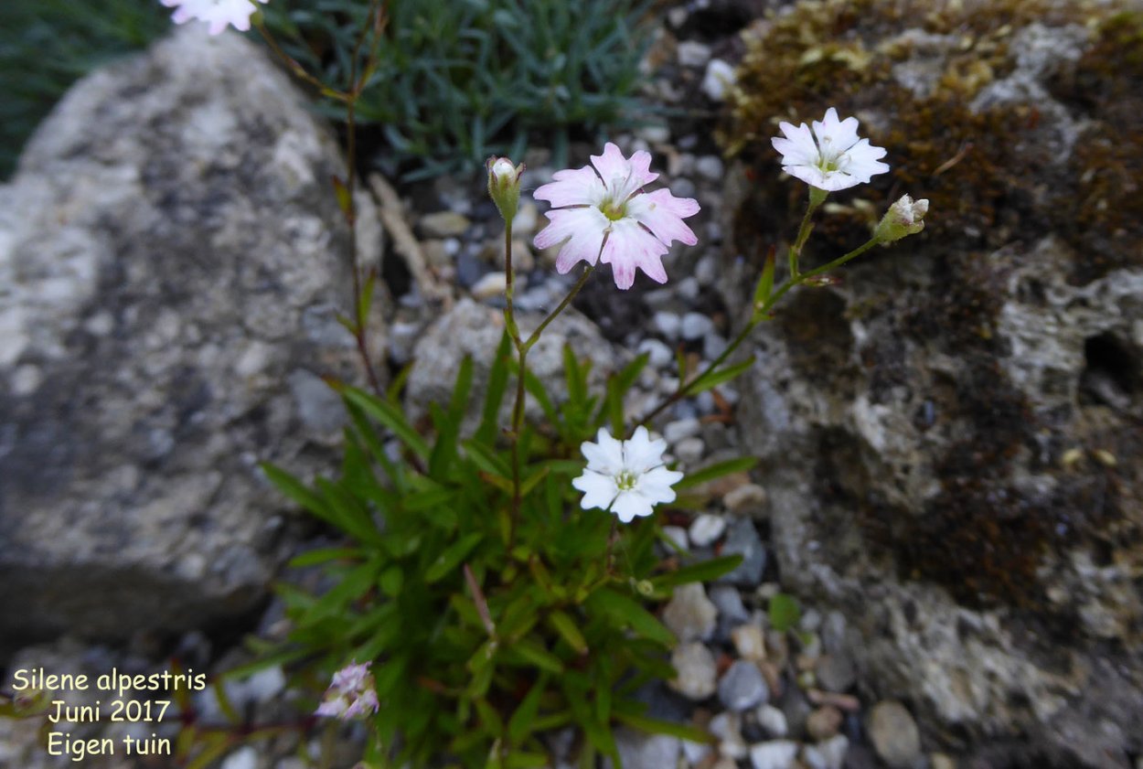 Смолевка почвопокровная Вариегата