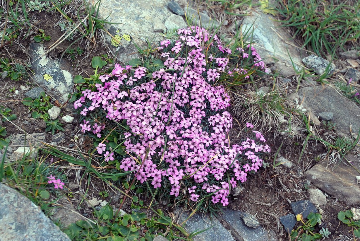 Смолёвка бесстебельная (Silene acaulis)