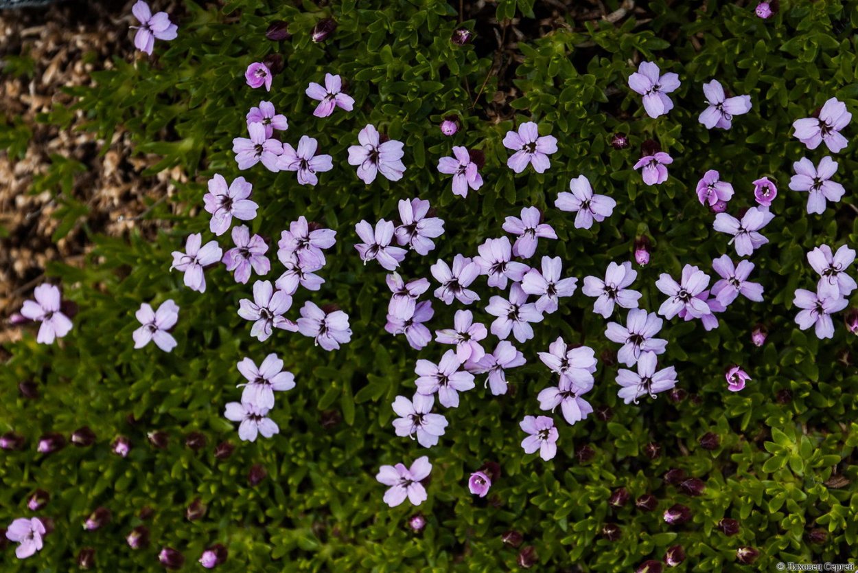 Смолевка бесстебельная