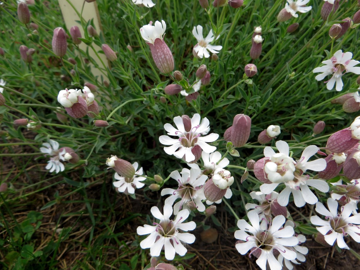 Смолевка Каролина