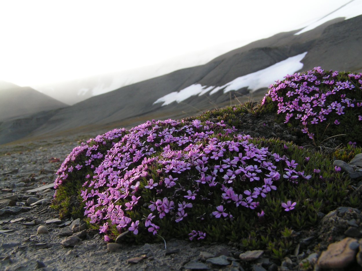 Смолёвка бесстебельная Mount Snowdon