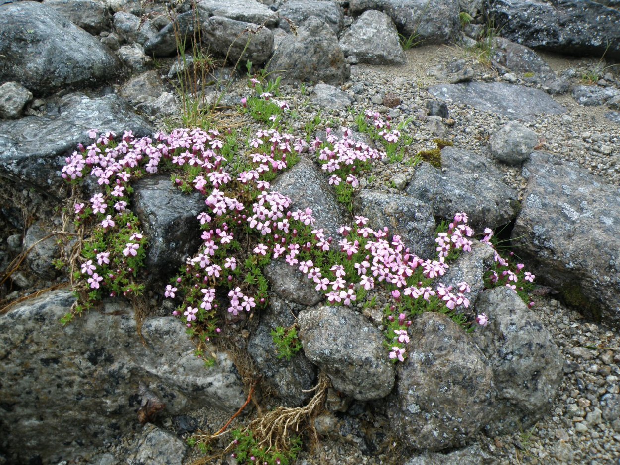 Смолевка бесстебельная Альпийская