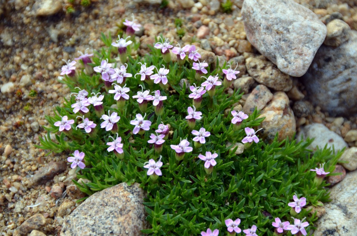 Смолевка бесстебельная