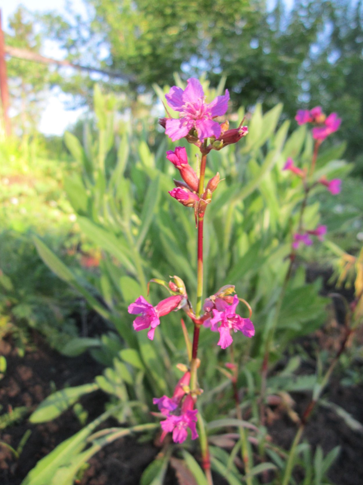 Смолёвка Скальная