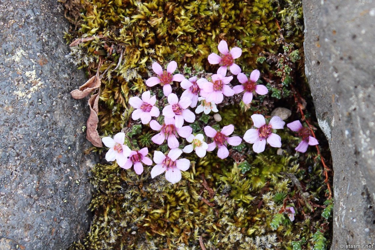 Смолевка бесстебельная Альпийская