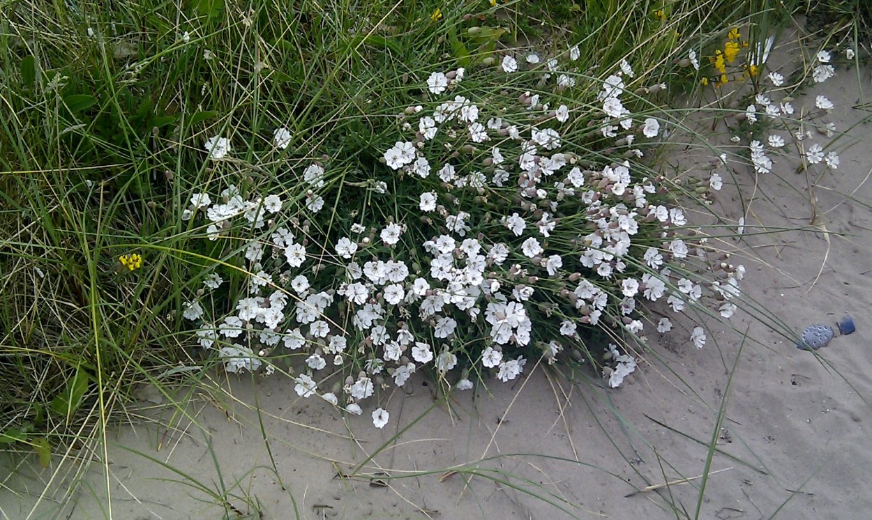 Silene acaulis мох