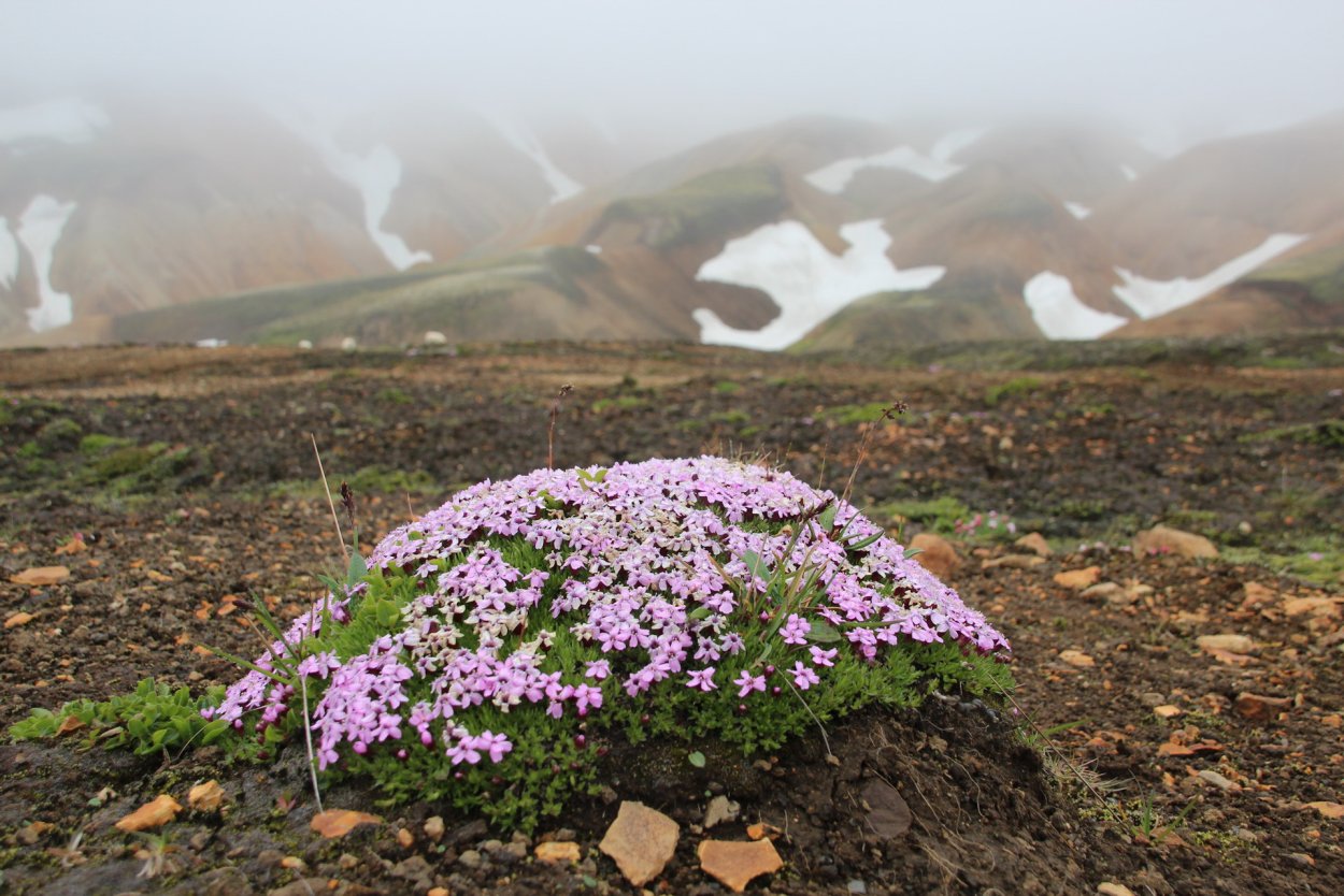 Смолевка бесстебельная