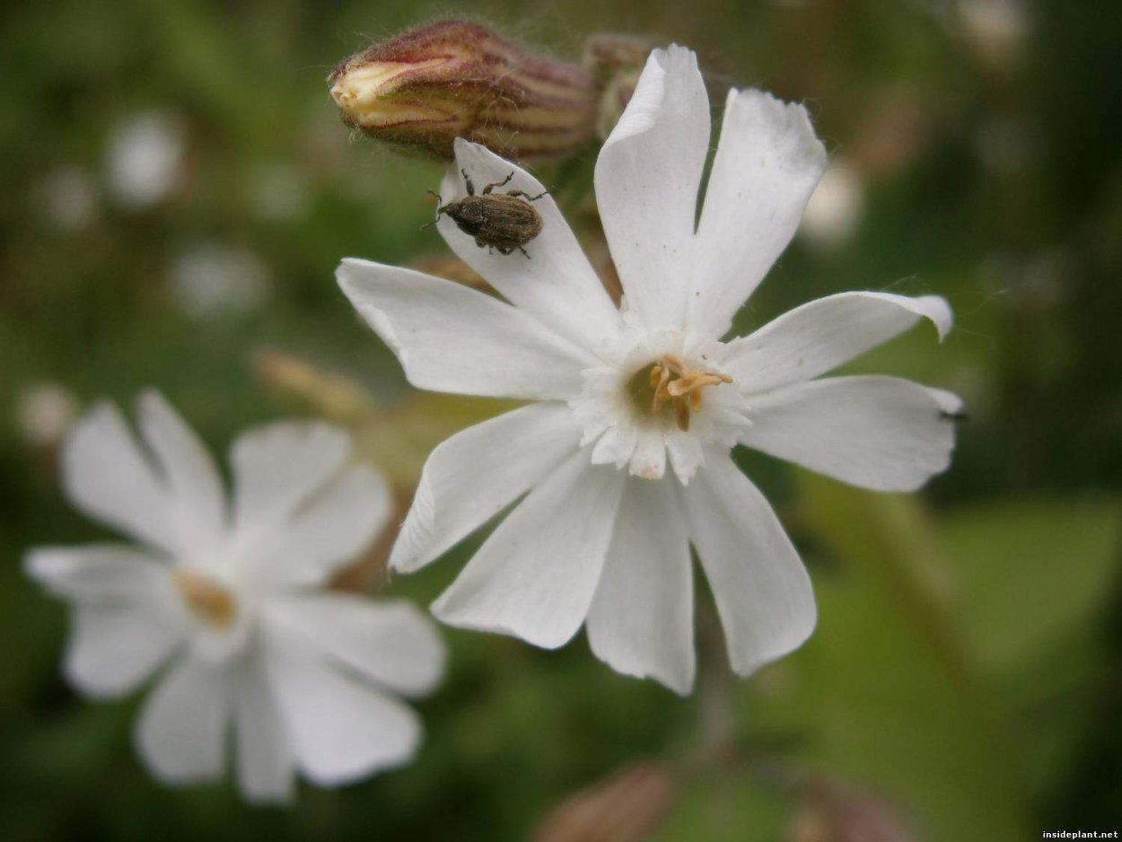 Смолевка Альпийская