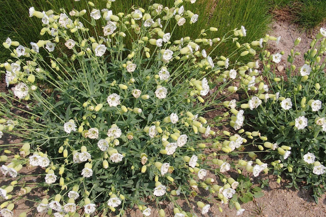 Смолёвка Башкирская