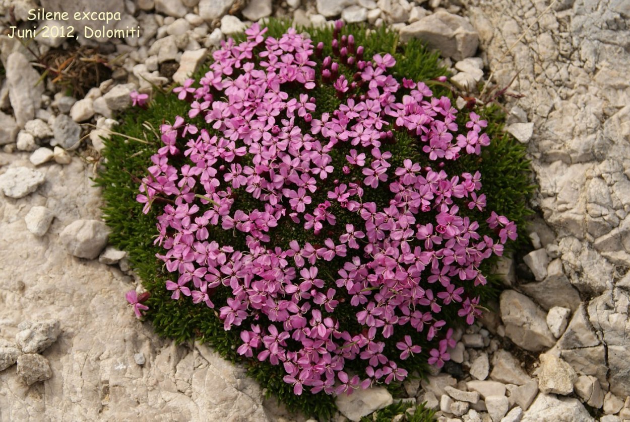 Смолевка бесстебельная 'Rollies favorite'