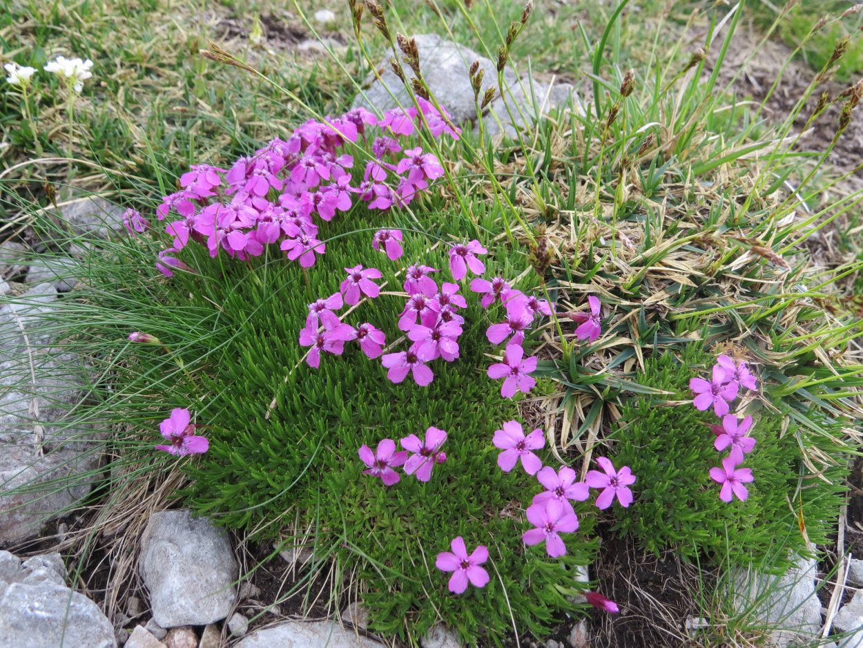 Смолевка почвопокровная Вариегата
