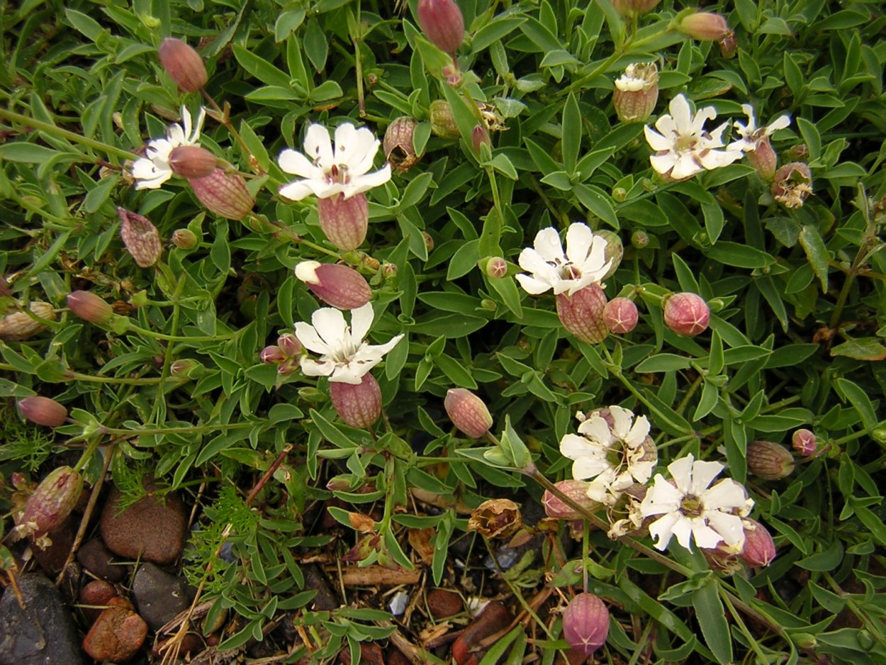 Дрёма Смолевка Лесная