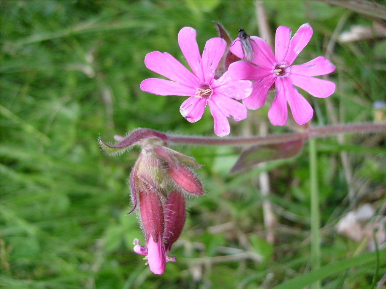 Смолевка Альпийская