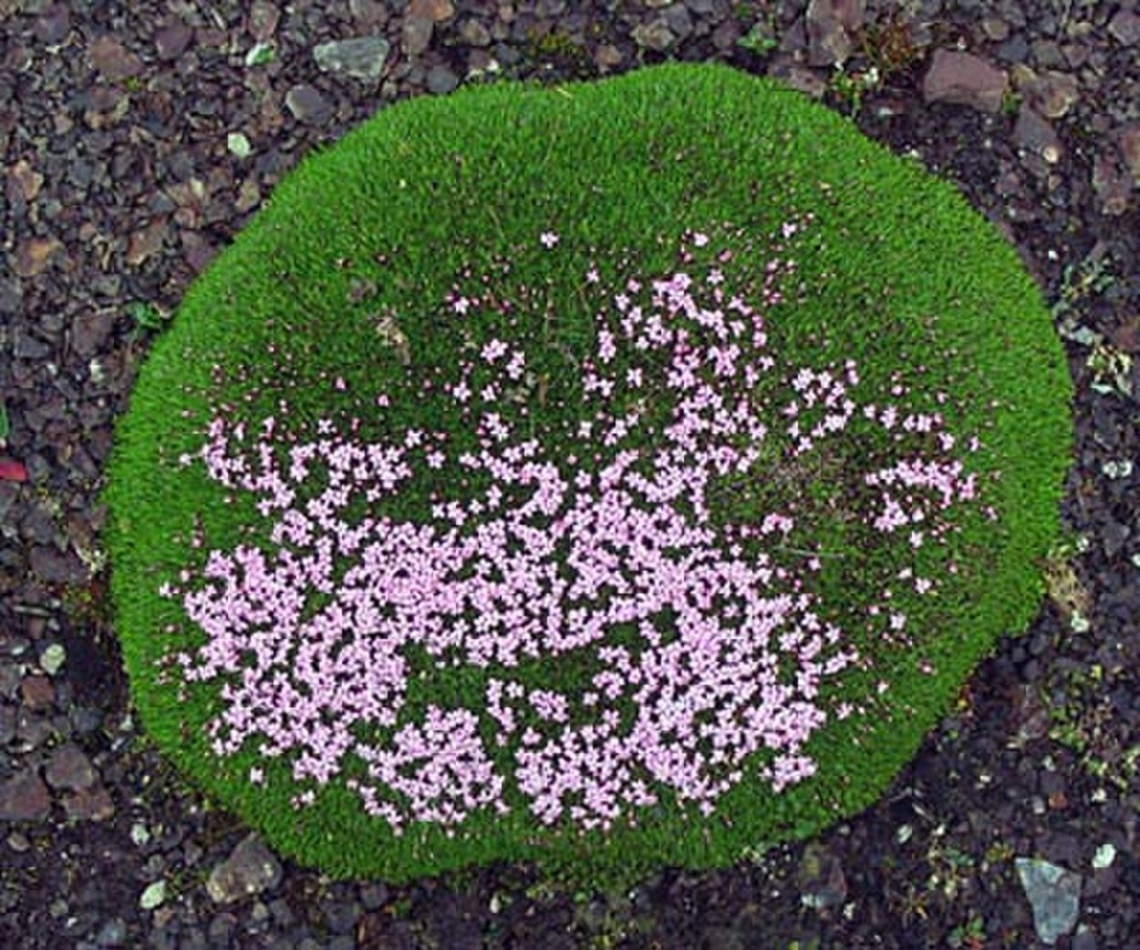 Цветок Гибралтарская Смолевка