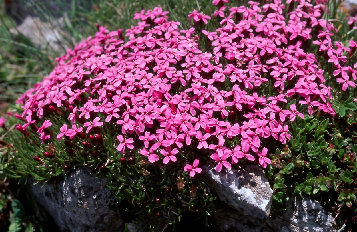 Смолёвка бесстебельная Mount Snowdon