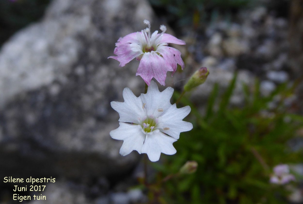 Silene Armeria
