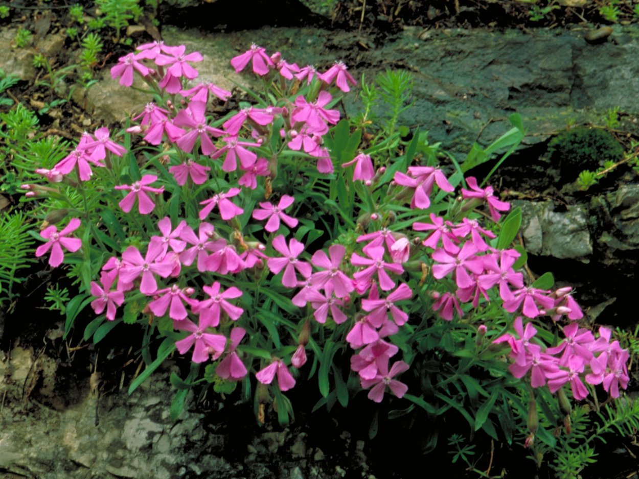 Silene Saxifraga