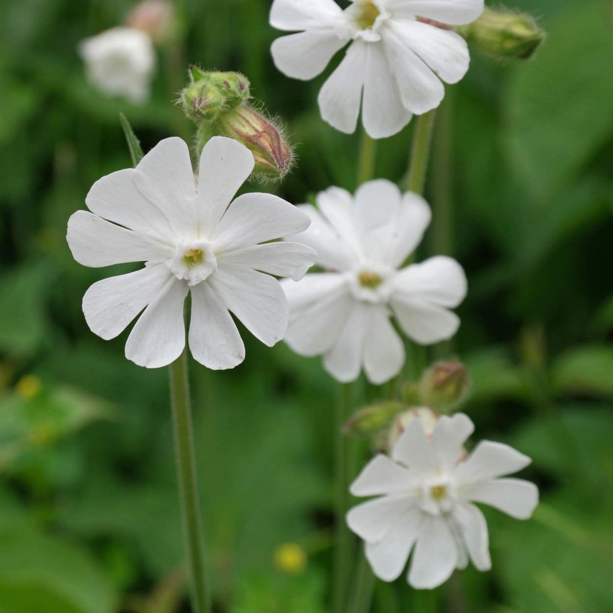 Смолёвка обыкновенная Луговой цветок