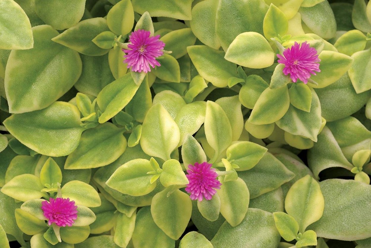 Аптения вегетативная ампельная