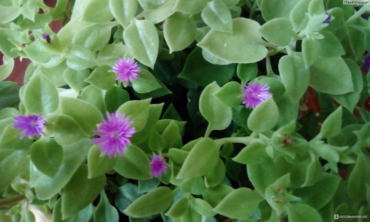 Аптения ланцетовидная