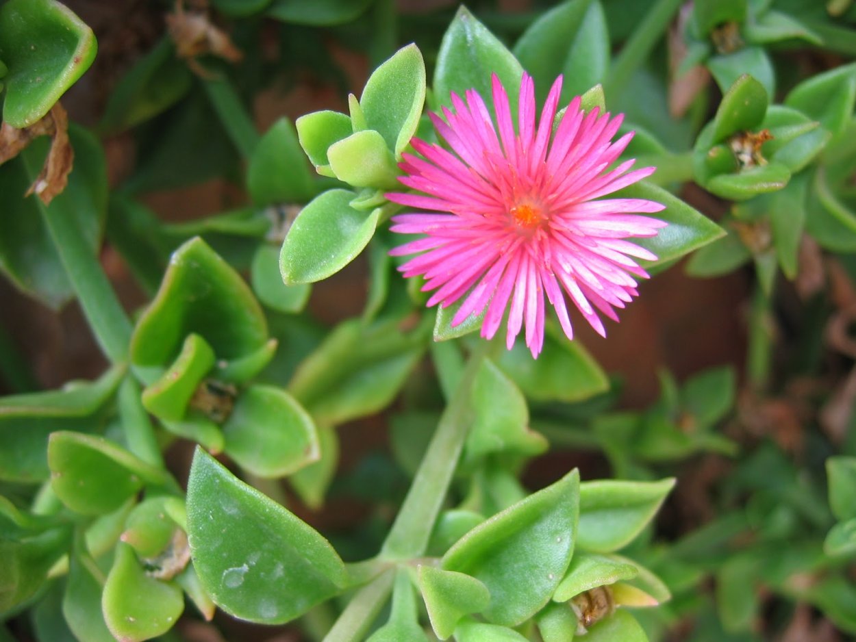 Аптения сердцелистная (Aptenia cordifolia)