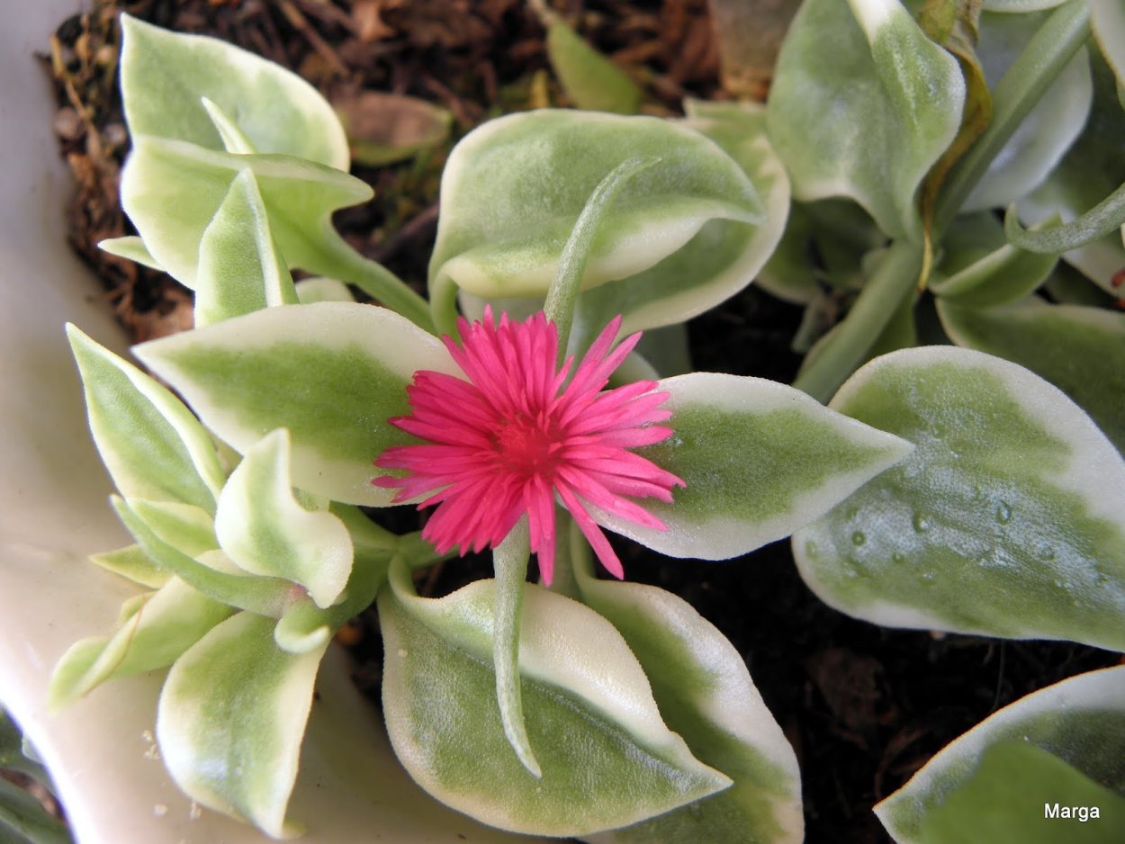 Мезембриантемум Кордифолиум