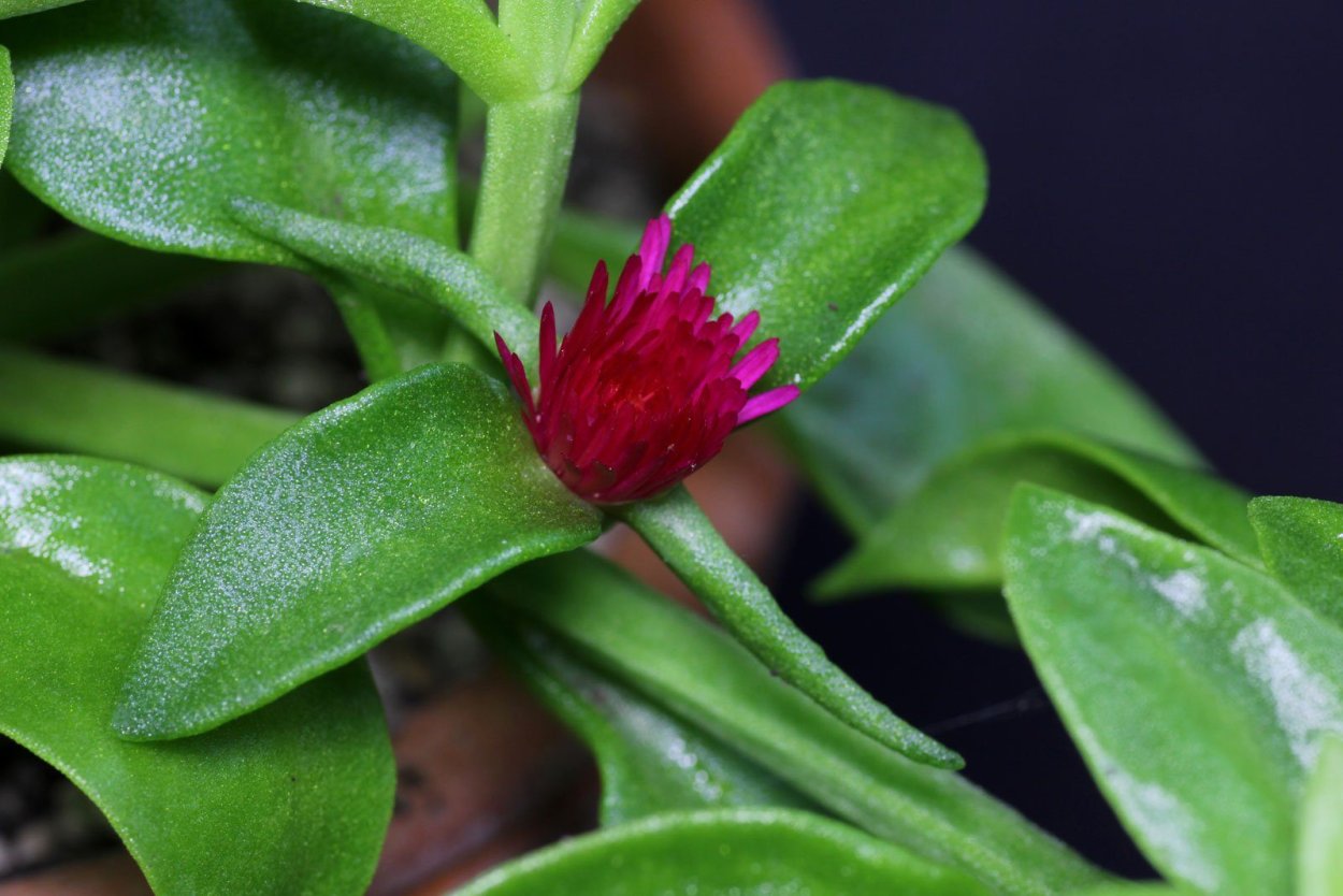 Аптения Кипр