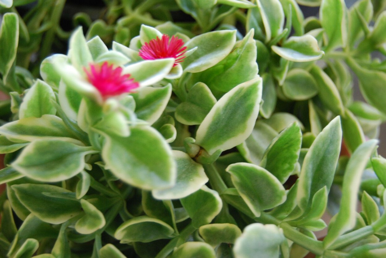 Суккулент аптения