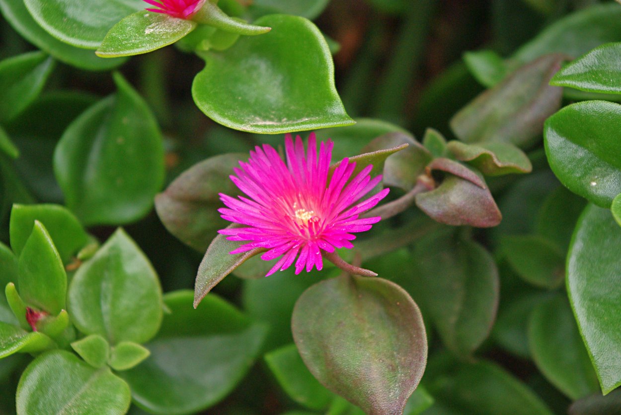 Аптения Вариегата