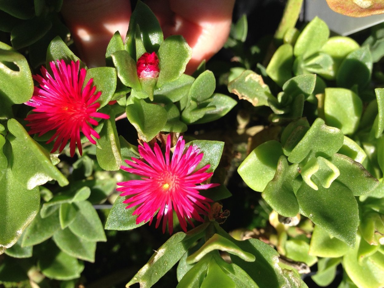 Аптения ланцетовидная