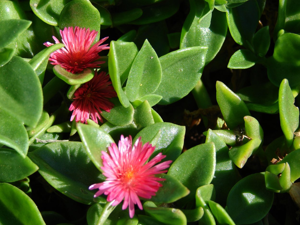 Аптения кордифолия