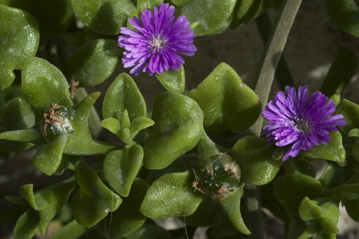 Аптения черенкование