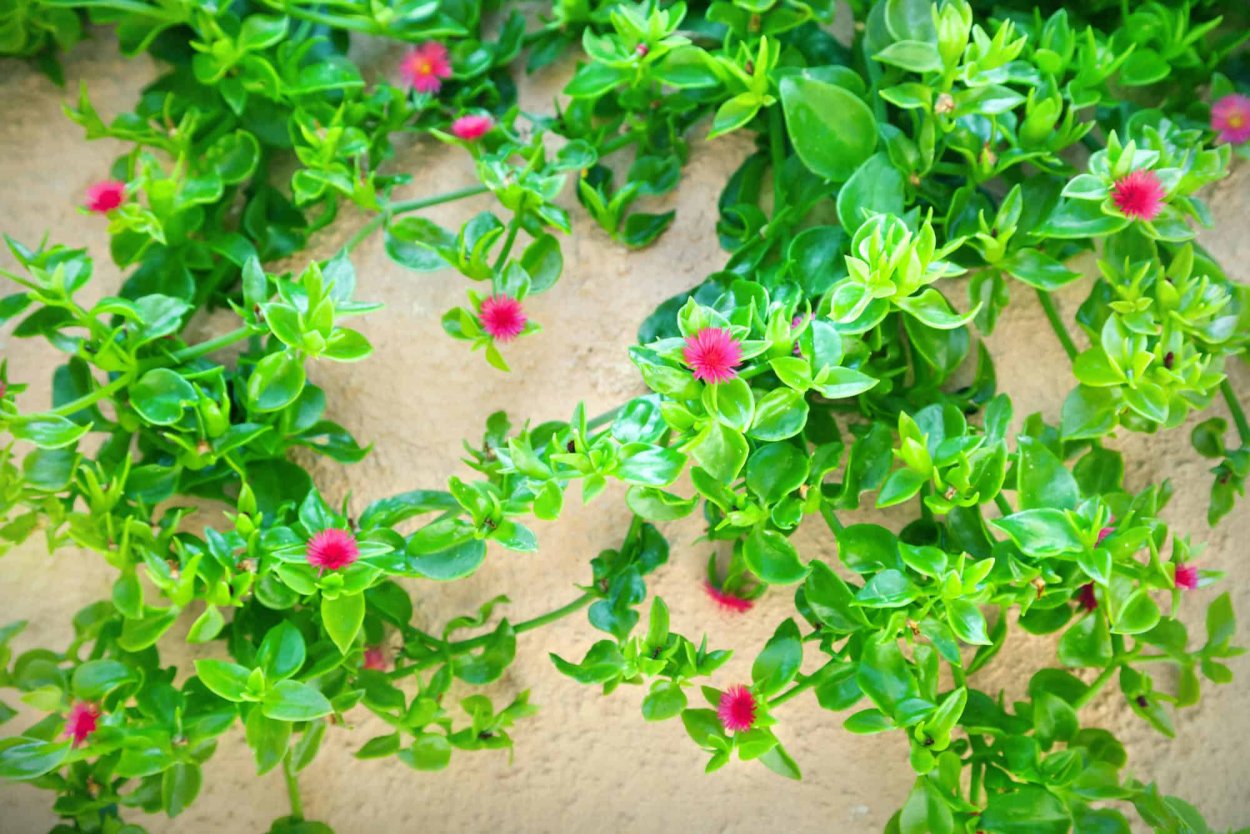 Аптения мелколистная