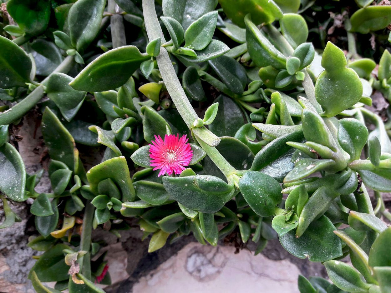 Аптения мелколистная